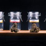 4 Strains of Cannabis in Glass Jars