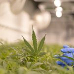 Cannabis Farm Cultivation