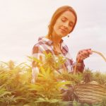 Woman Farmer Harvesting Cannabis