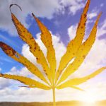 Cannabis Leaf at Sunset