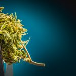 Marijuana Flower Held With Pincers