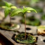 Young Marijuana Plant Growing in Nursury