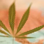 Cannabis Leaf & Map of North America