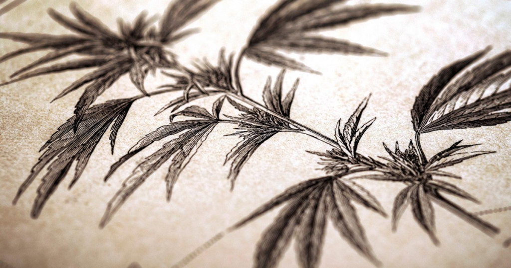 Antique Cannabis Illustration