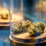 Jars With Dried Cannabis