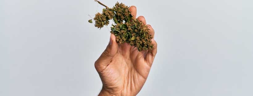 Medical Marijuana Registry