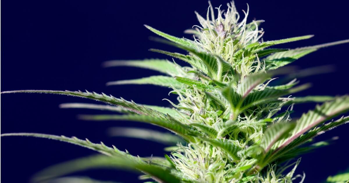 Close-up photograph of marijuana plant