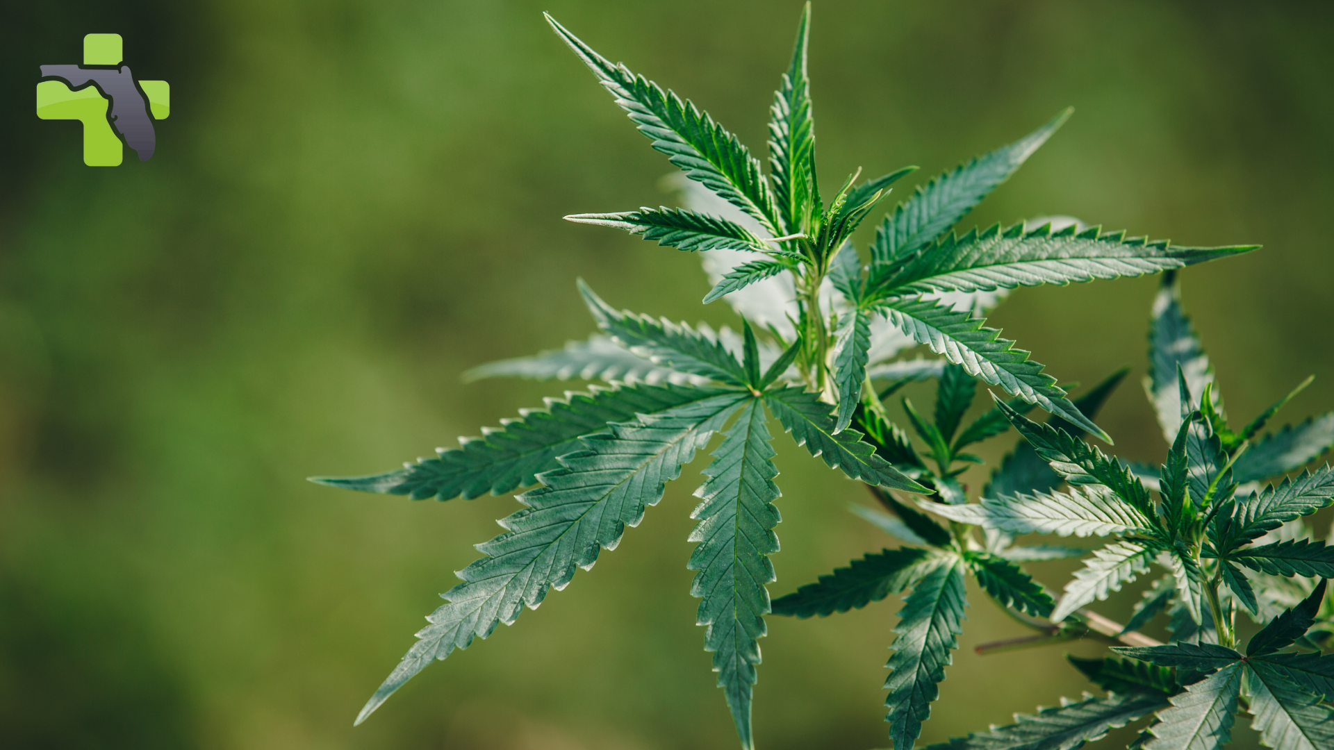 Essential Guide to Medical Marijuana in Florida
