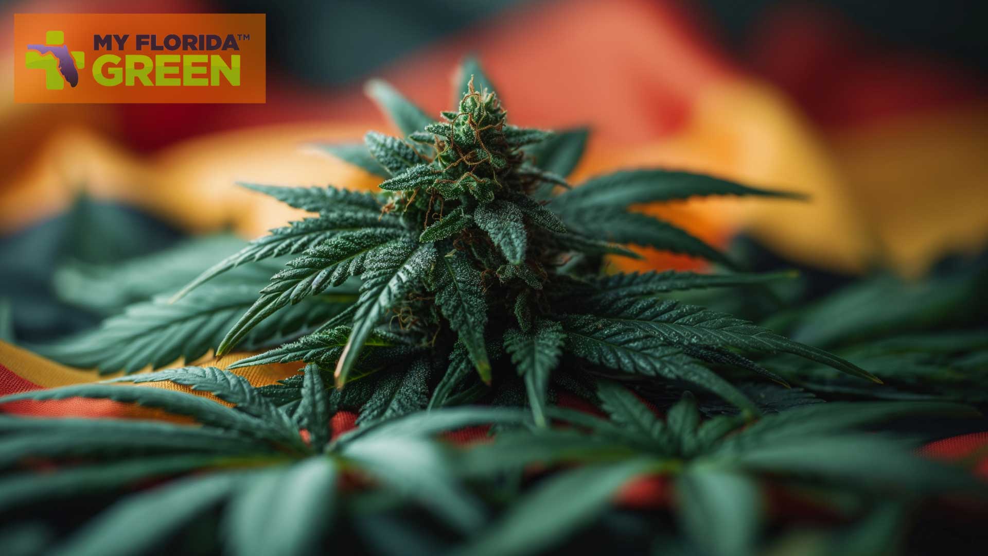 Types of Medical Marijuana Products
