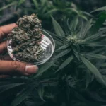 How Long Does Marijuana Stay Fresh? Tips to Improve Shelf Life of Weed