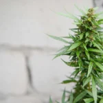 Male Weed Plants: Exciting Things You Must Know