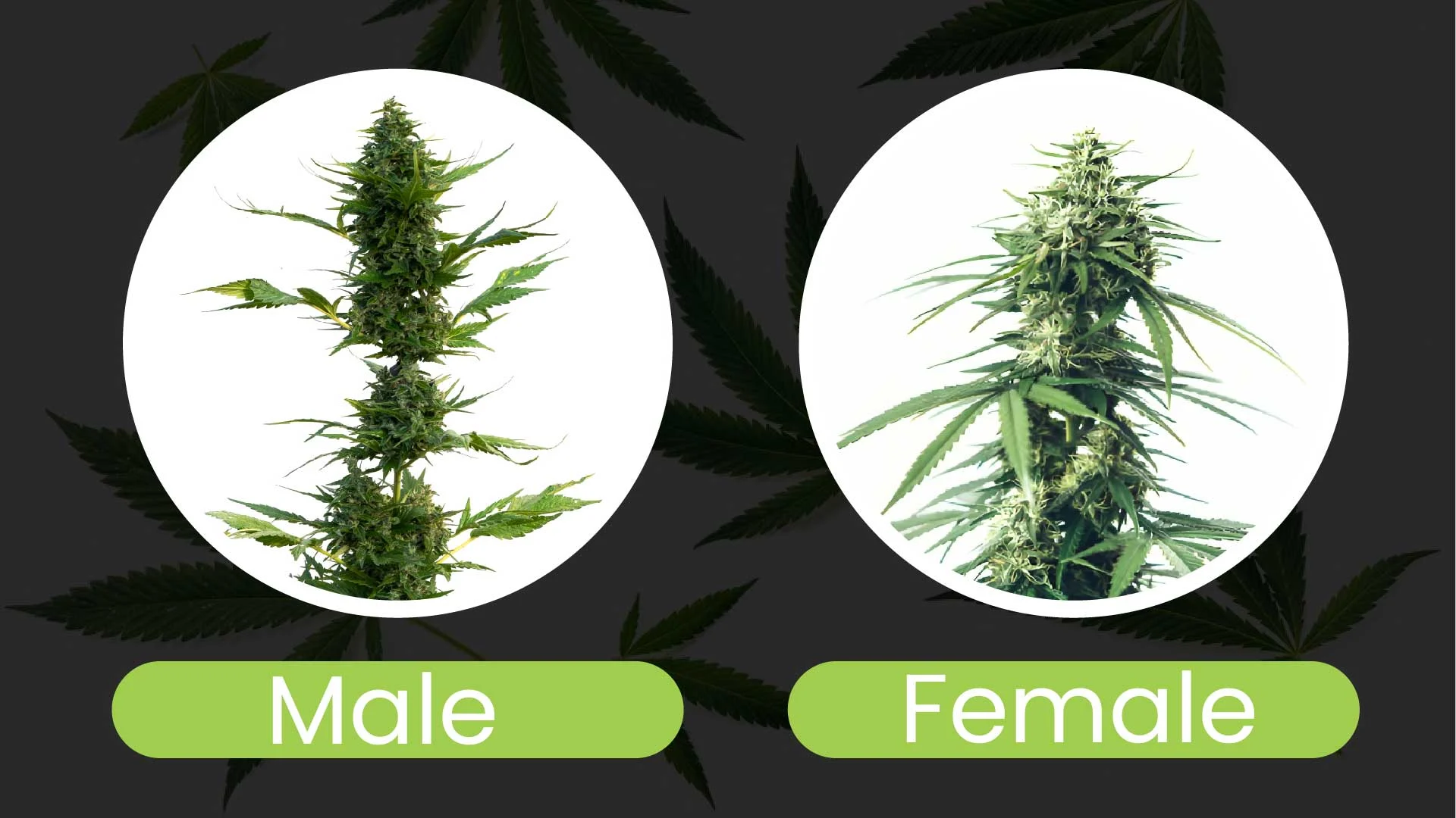 Male Cannabis Plant vs. Female: What are the differences?