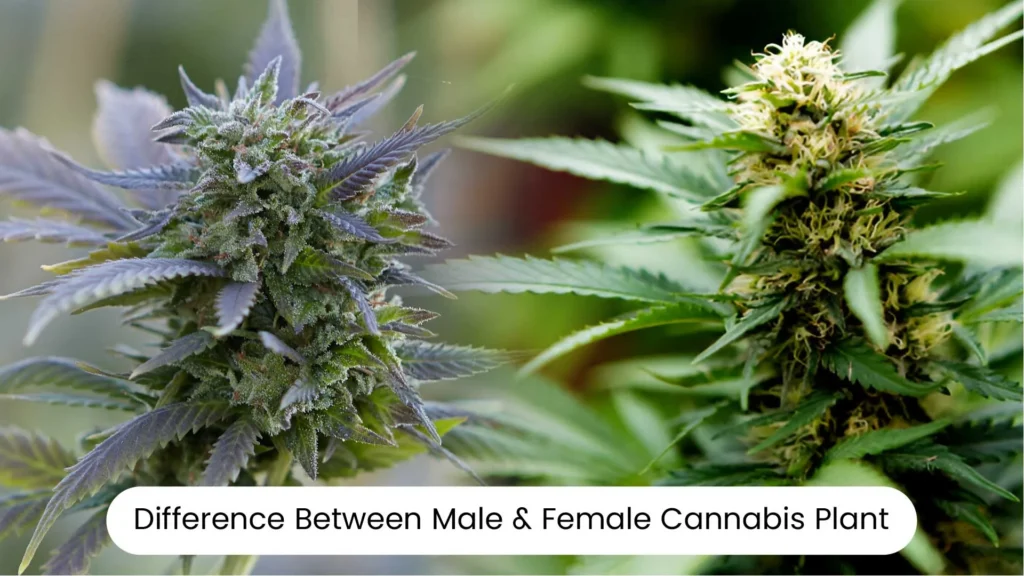 Male Cannabis Plant vs. Female: What are the differences?