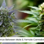 Male Cannabis Plant vs. Female: Differences & how to tell male from female cannabis plants