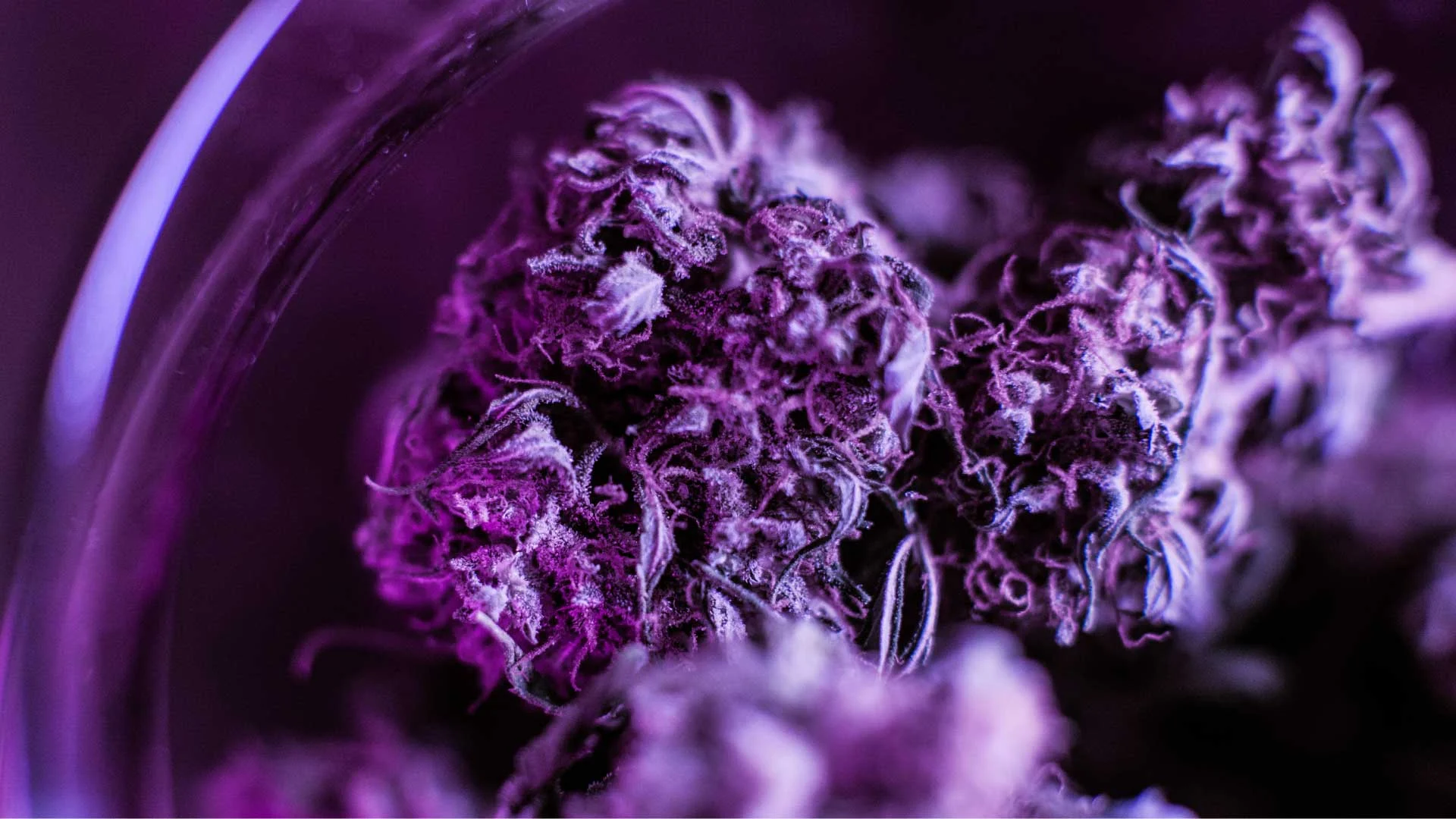 The Truth About Purple Weed: What It Is & Why It's Purple