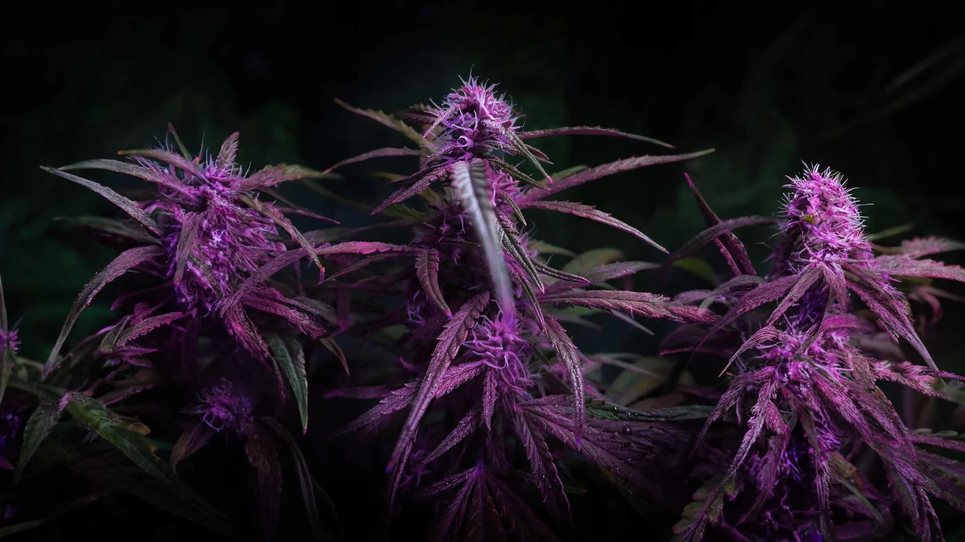 The Truth About Purple Weed: What It Is & Why It's Purple