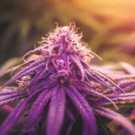 The Truth About Purple Weed: What It Is & Why It's Purple