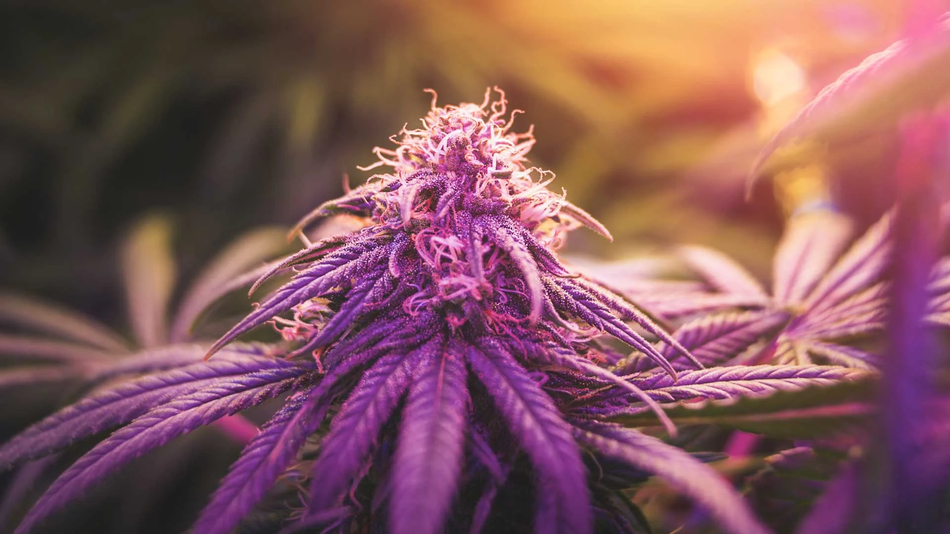 Purple Weed: What it is, Why cannabis turns purple, Best strains