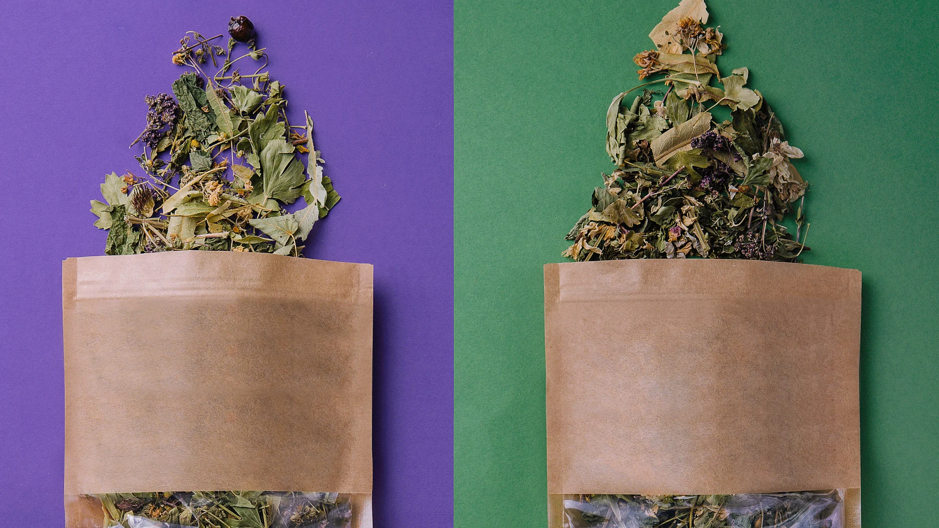 Difference between Sativa and Indica