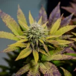 How to choose a Medical Marijuana strain?