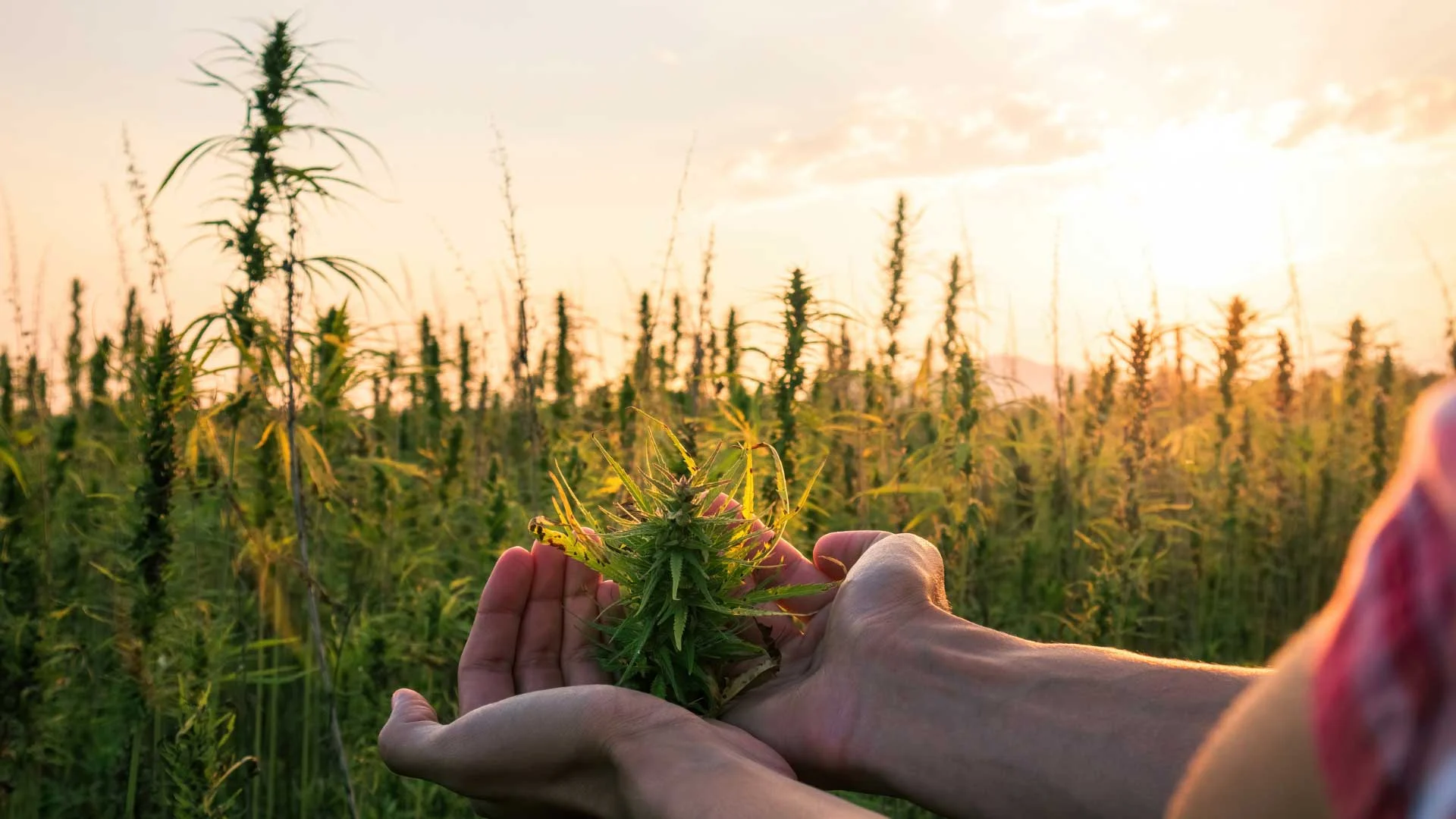 Top Benefits of Growing Cannabis Outdoors