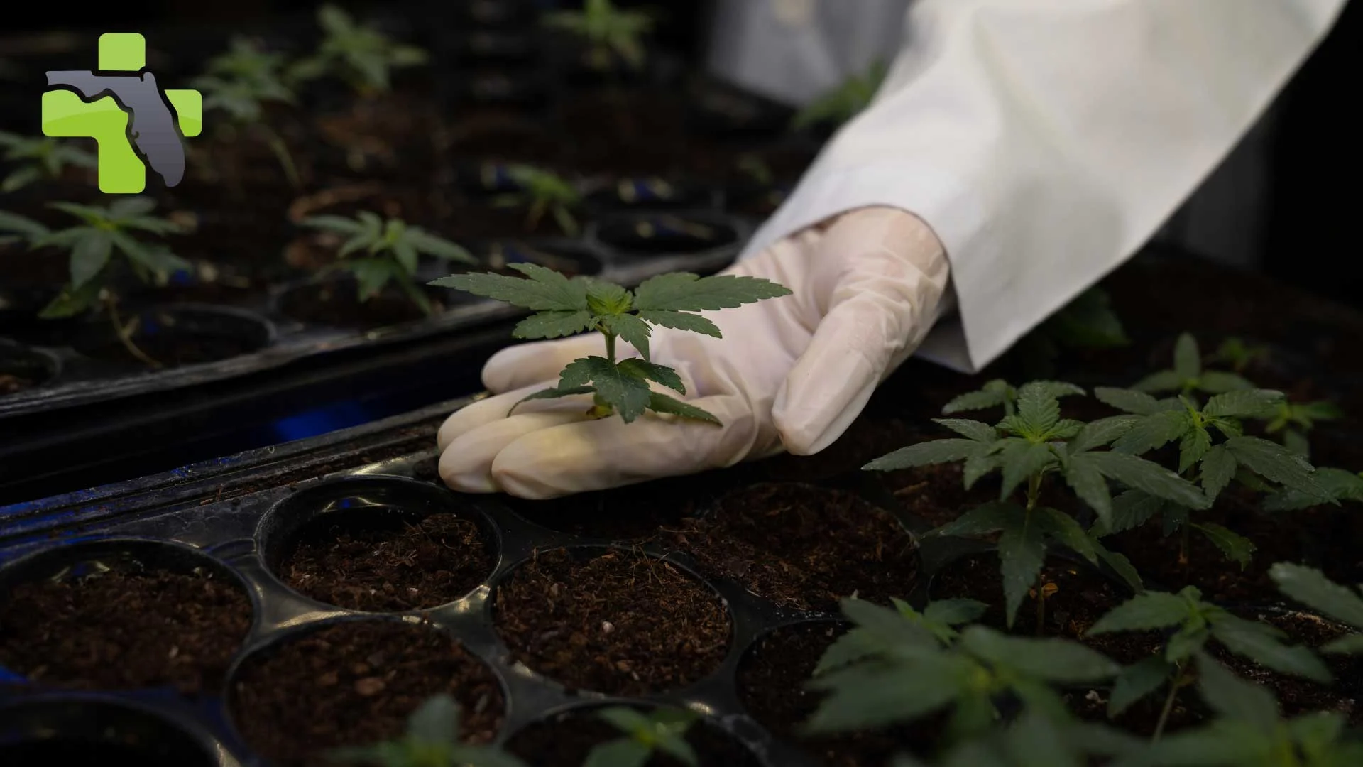 Top Benefits of Growing Cannabis Outdoors