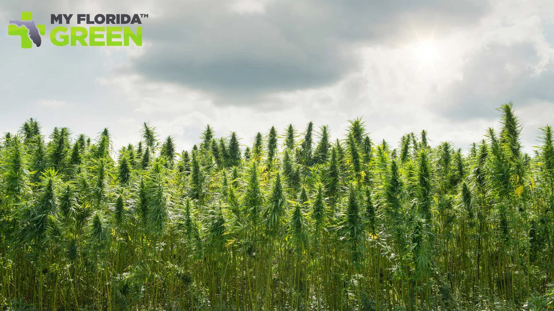 Top Benefits of Growing Cannabis Outdoors
