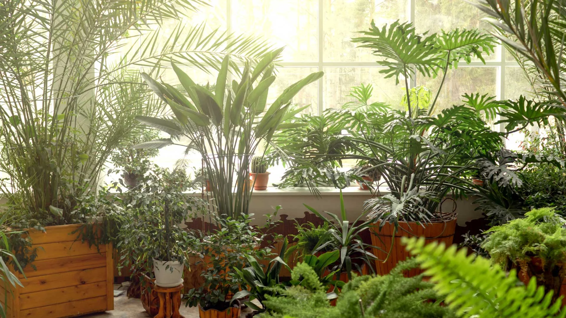 10 Surprising Plants That Look Like Marijuana