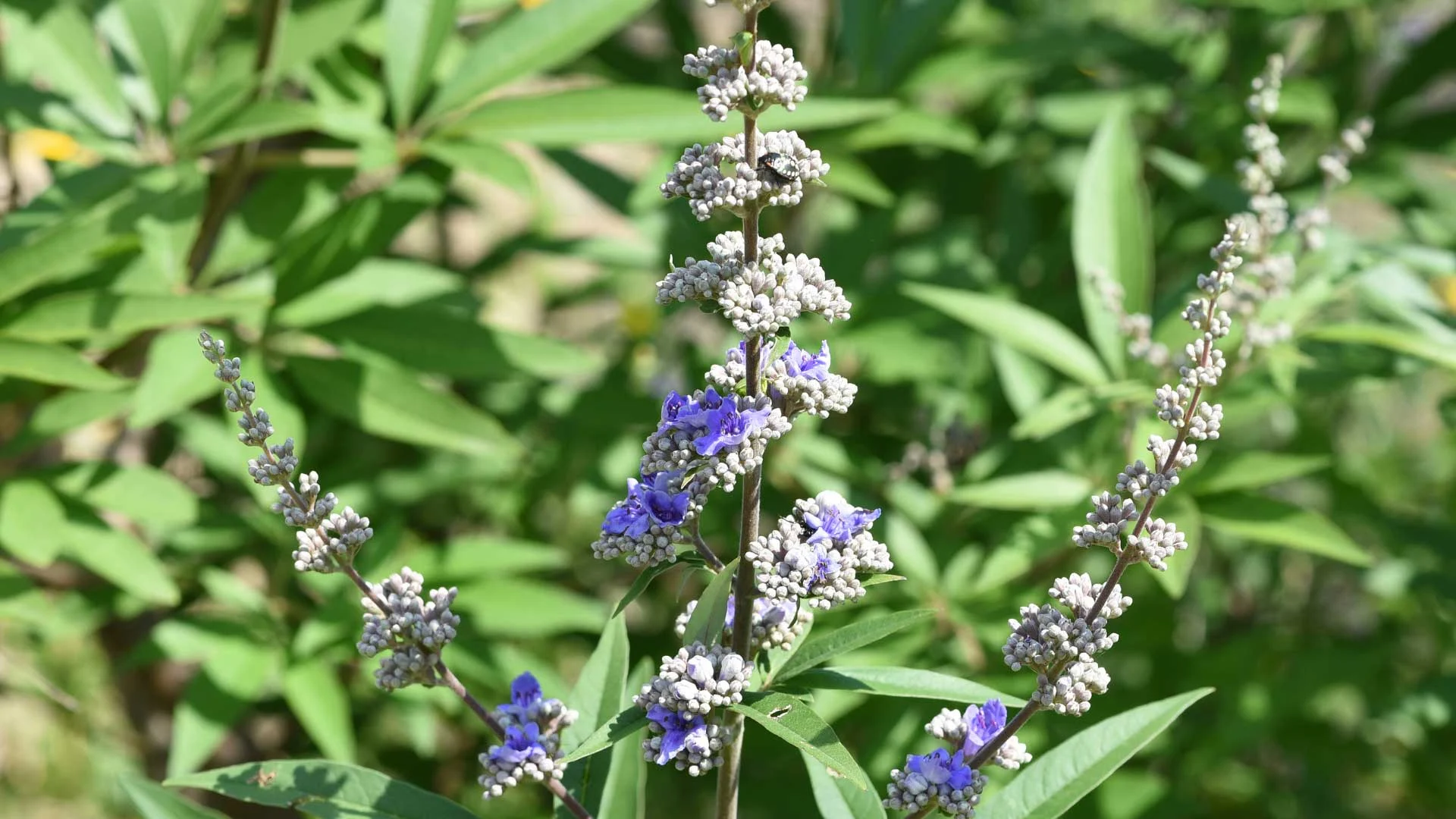 Chaste Tree (Vitex agnus-castus)