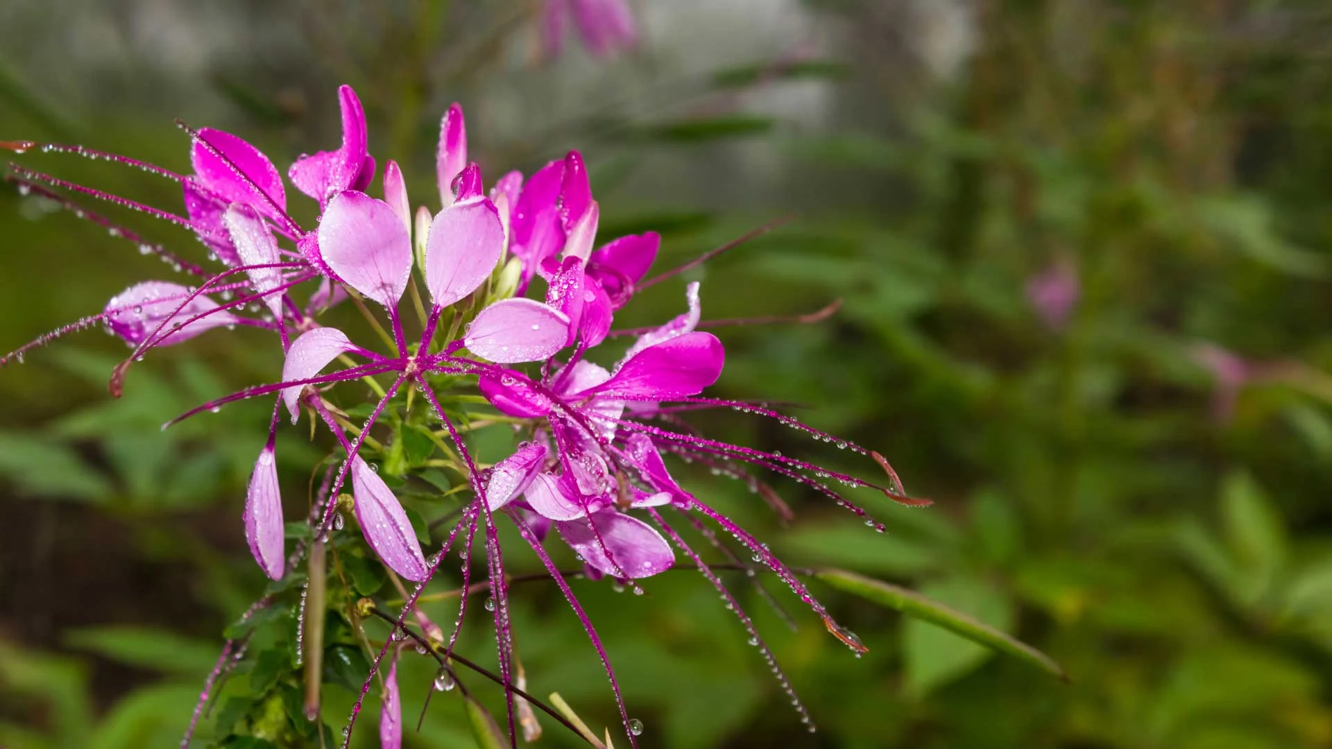 Cleome (Cleome hassleriana)