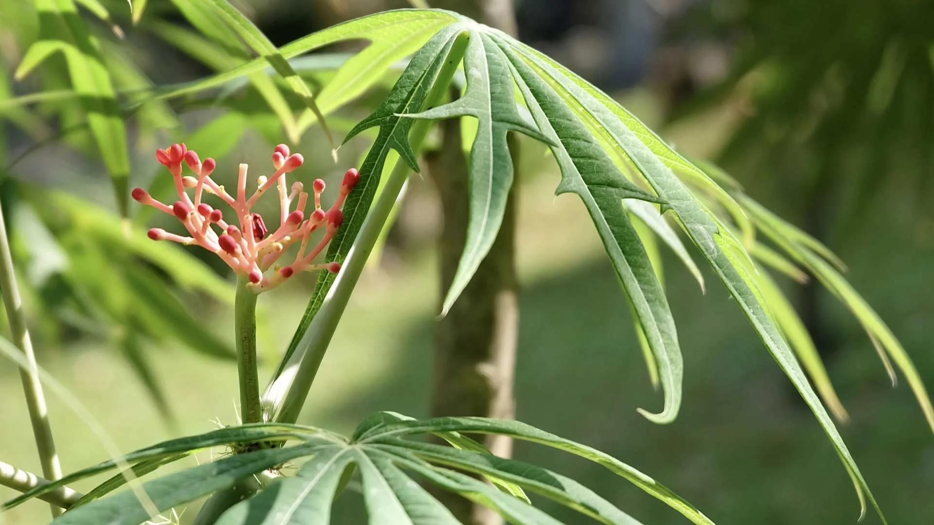 Coral Plant (Jatropha multifida)
