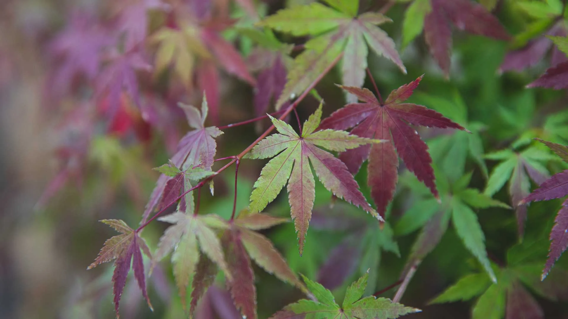 Japanese Maple (Acer palmatum)