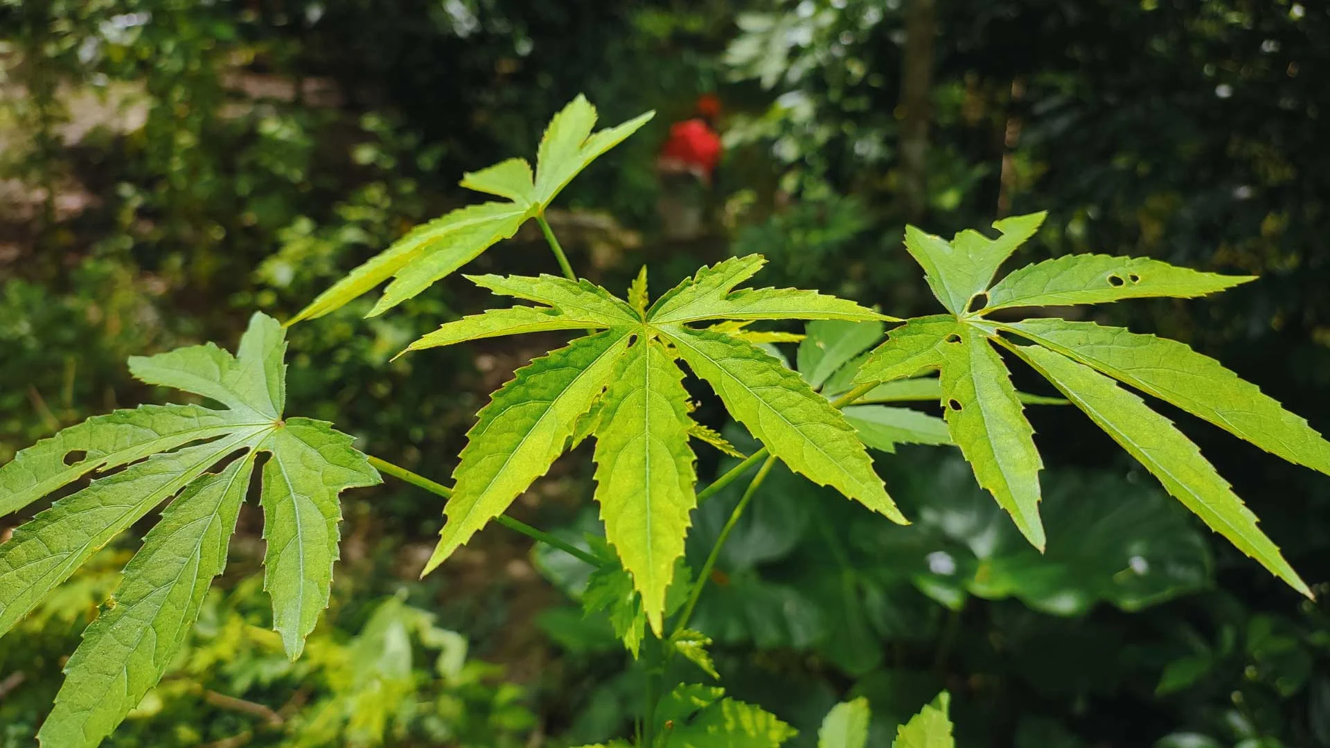 Kenaf (Hibiscus cannabinus)