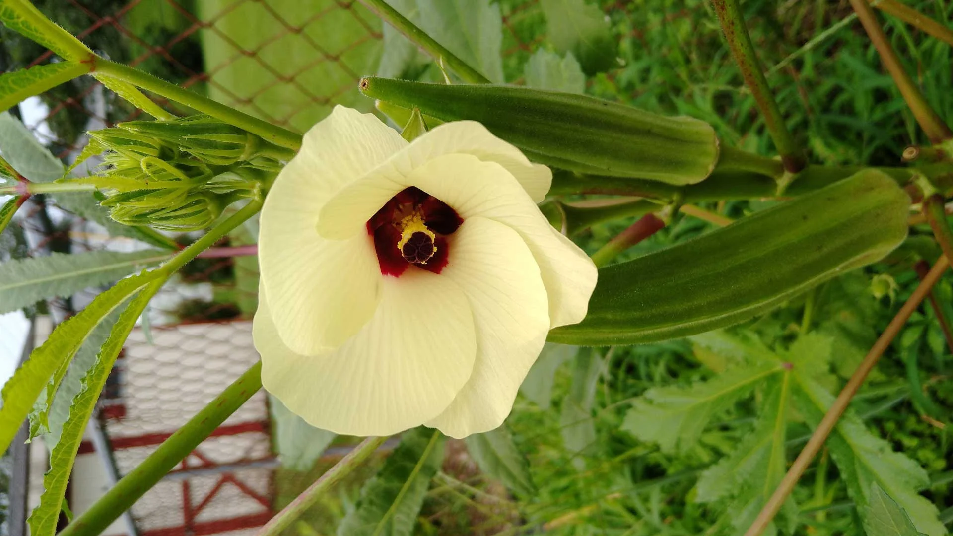 Okra (Abelmoschus esculentus)