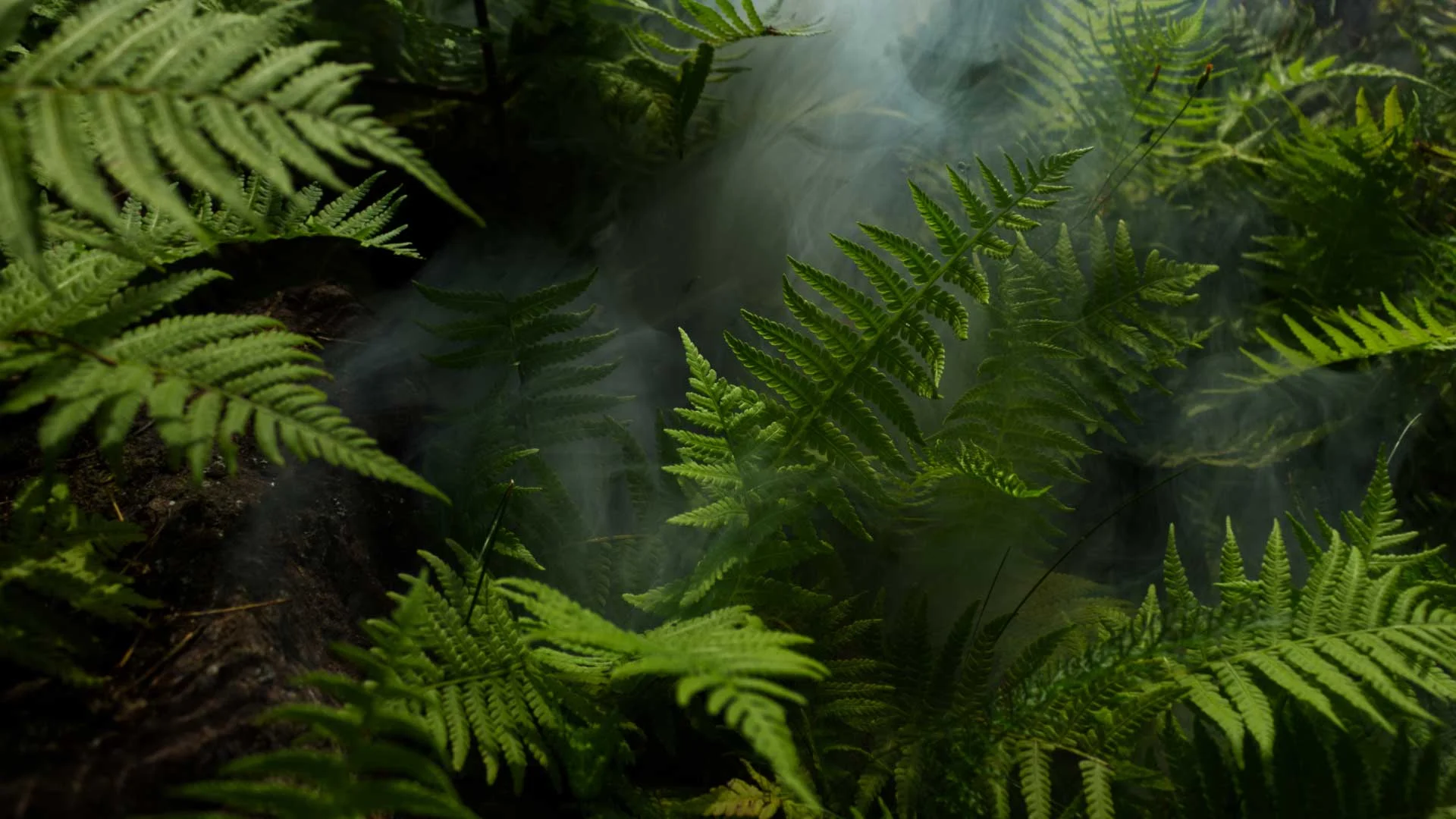 Sweetfern (Comptonia peregrina)