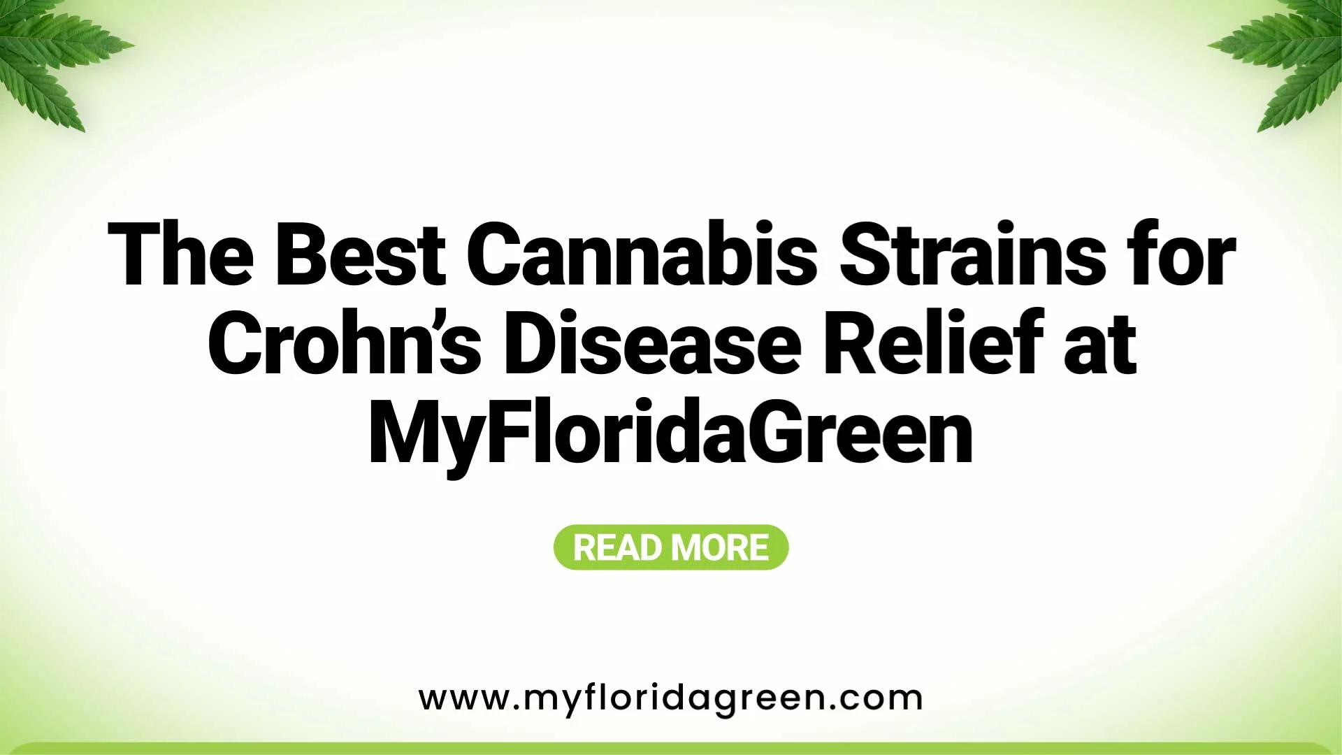 The Best Cannabis Strains for Crohn’s Disease Relief at MyFloridaGreen